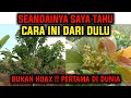 PERTAMA DI DUNIA ‼️ UMUR 2 TAHUN ALPUKAT DARI BIJI SUDAH BERBUAH, BUKAN SAMBUNG PUCUK BUKAN CANGKOK