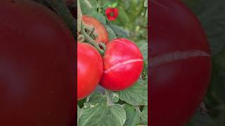 Why do tomatoes burst?