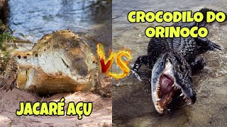 JACARÉ AÇU vs CROCODILO DO ORINOCO| Qual Maior Predador da América do Sul?