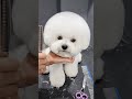 360도 동글동글한 비숑 하이바 만들기✂️ dog grooming bichonfrise 애견미용 비숑