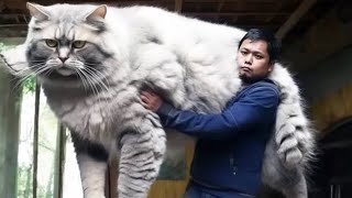 8 Ras Kucing Terbesar di Dunia, Ada Yang Mencapai 12Kg!