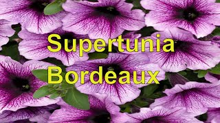 Supertunia Bordeaux - Petunia Plants /  Growing Details