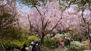 JG 4K HDR 京都 一度は行きたい 原谷苑の桜 Kyoto,Sakura at Haradanien