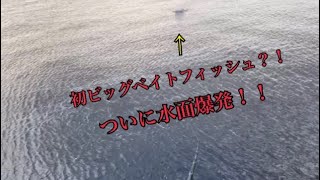 ビッグベイトで水面爆発？！