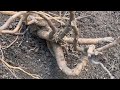 青石话牡丹芍药 牡丹“套花盆”逼出自生根的效果分享 tree peony new roots