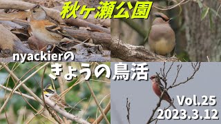 nyackierの今日の鳥活 Vol.25　2023年3月12日　～秋ヶ瀬公園 で ヒレンジャク ・ ミヤマホオジロ ・ アトリ ・ ベニマシコ 等～