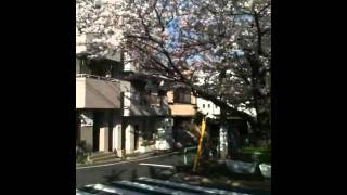 20110415　さくらその１