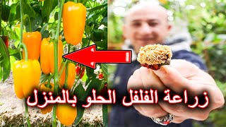 زراعة الفلفل الحلو في المنزل | زراعة الفليفلة