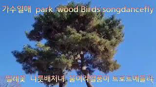 가수열매 트로트메들리  찔레꽃  (백난아원곡)나룻배처녀(최숙자)울어라열풍아(이미자)park wood  Birds song dance fly 파크  우드  버즈  송 댄스 풀라이