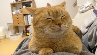 【至福】お腹の上でウトウトする猫-A cat sleeping on the belly.-