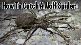 Mastering Wolf Spider Capture: A Step-by-Step Guide