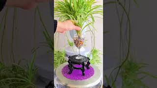 Plants cutting flowers tree grow in cup so easy plants flower #garden #diy #plants #flowers