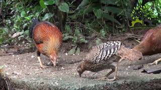 Junglefowl (වලි කුකුළා )