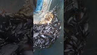 পুকুরের তাজা তাজা মাছ দেখতে কি সুন্দর লাগছে।#fish #viralvideo #youtubeshorts #shortvideo