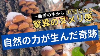 極寒の雪山で極上すぎる雪中ナメコが採れました