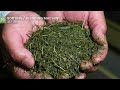 How Japanese GREEN TEA is Made  Farm to Factory ★ ONLY in JAPAN