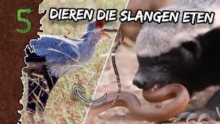 Freeks 5 - DIEREN DIE OP SLANGEN JAGEN!