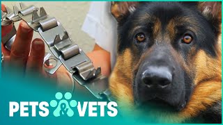 German Shepherd Forced To Wear Spiked Collar | The Dog Rescuers Compilation | Pets & Vets