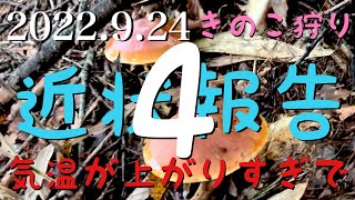 きのこ狩り 2022.9.24 キノコ近状報告4 ハナイグチはなんとかキノコ狩りできました。