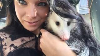 @trinamason @wolfsmystery pet opossum