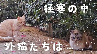 寒い雪の日　外猫たちがいた場所は