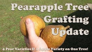 4 Pear \u0026 1 Apple Grafting Update 2.5 Years Later