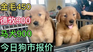 金毛450，德牧900，马犬900，今日狗市报价，快来看看吧。