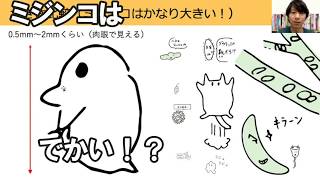 中1理科 植物(5)微生物の覚え方【キャラで覚える】（※よく出る/暗記）