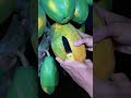 papaya video