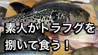 釣り魚、天然の大きなトラフグを捌く！