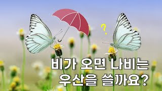 나비는 비가 오면 우산을 쓸까요? 『브레인팡팡 배경지식 넓히기[9] -우리말-』