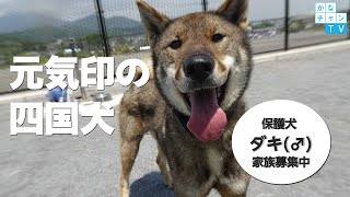 笑顔が素敵な保護犬「ダキ」ずっとの家族募集中♪　～神奈川県動物愛護センター