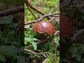 beautiful mushroom relaxing walk forest autumn mood stressrelief soothing relaxation