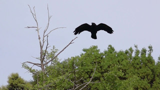 木から飛び立つカラス、32倍スローモーション映像