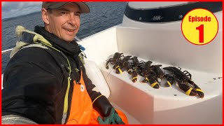 Hummerfiske 2023 BIG catch on the first lobster haul of the year in Norway