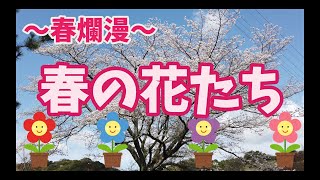 ☆春爛漫☆　春の花たち22種　～2022～