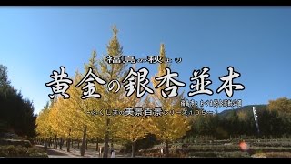 福島の秋より　～あづま総合運動公園　黄金の銀杏並木～