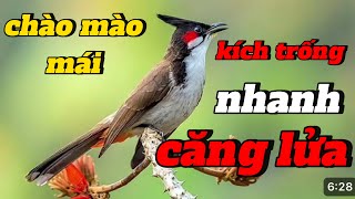 chào mào mái kích trống nhanh căng lửa 🔥 kích bổi hót căng mỗi ngày