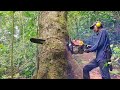 Felling of Wadang Trees with Chainsaw 070