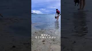 妹分の前でしっかりライフジャケットを着て海に入る【ボストンテリア】こむぎ♪ #shorts