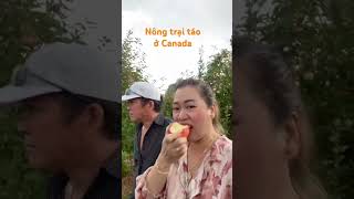 Vườn 🍎 🍏ở Canada.