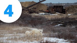 2020 Highlight—Reducing Polar Bear-Human Conflict