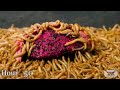 10 000 MEALWORMS VS FISH (and some other stuff)