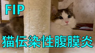 猫がFIP(猫伝染性腹膜炎)になりました。余命宣告を受けました。