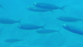 Submarine Adventure, Las Palmas, Spain