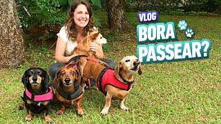 DESCUBRA COMO EU PASSEIO COM 4 CÃES - VLOG