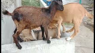 Nursing Goat/Mother Goat