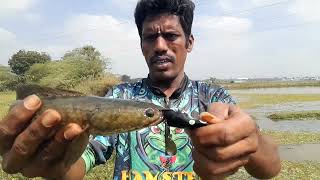 புதிய  தவளை 🐸 KNIGHT ♞ AJ FISHING TACKLES, 8 to 9g rs,350 கடை நம்பர் 7010026262,#@## 63791 65622