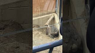 【wombat】 ウォンバットは日本で2箇所でしか生息してない #ウォンバット #五月山動物園