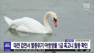 대전 갑천서 멸종위기 야생생물 1급 혹고니 월동 확인/대전MBC